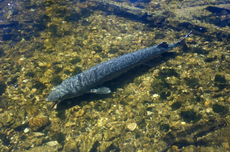 Sturgeon rules updated for Menominee River
